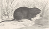 RODENTS. The water-vole 1894 old antique vintage print picture