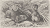 RODENTS. The continental field-vole 1894 old antique vintage print picture