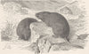 RODENTS. The alpine vole 1894 old antique vintage print picture
