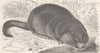 RODENTS. The musquash 1894 old antique vintage print picture