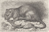 RODENTS. The brown rat 1894 old antique vintage print picture