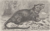 RODENTS. The black rat 1894 old antique vintage print picture