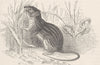 RODENTS. The Barbary mouse 1894 old antique vintage print picture
