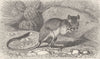 RODENTS. The common kangaroo-rat 1894 old antique vintage print picture