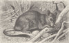 RODENTS. The Degu 1894 old antique vintage print picture