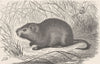 RODENTS. The cane-rat 1894 old antique vintage print picture