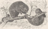PORCUPINES. Brazilian tree-porcupine. Brazil 1894 old antique print picture