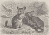 RODENTS. The chinchilla 1894 old antique vintage print picture