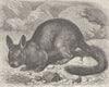 RODENTS. Cuvier's chinchilla 1894 old antique vintage print picture