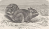 RODENTS. The viscacha 1894 old antique vintage print picture