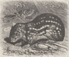 RODENTS. The paca 1894 old antique vintage print picture