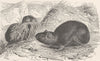 RODENTS. Siberian pica. Russia 1894 old antique vintage print picture