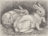 LEPORIDAES. Mountain-hare 1894 old antique vintage print picture