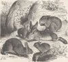 RABBITS. Rabbit 1894 old antique vintage print picture