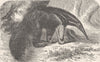 EDENTATES. The great ant-eater 1894 old antique vintage print picture