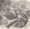 EDENTATES. The common three-toed sloth 1894 old antique vintage print picture