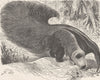 EDENTATES. Great ant-eater, with tail elevated 1894 old antique print picture