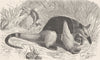 EDENTATES. The tamandua 1894 old antique vintage print picture