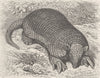 EDENTATES. The giant armadillo 1894 old antique vintage print picture