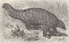 EDENTATES. The Indian pangolin 1894 old antique vintage print picture
