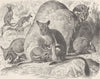 MARSUPIALS. Yellow-footed rock-wallaby 1894 old antique vintage print picture