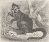 MARSUPIALS. The black tree-kangaroo 1894 old antique vintage print picture