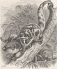 MARSUPIALS. The spotted cuscus 1894 old antique vintage print picture