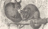 MARSUPIALS. Common phalanger 1894 old antique vintage print picture