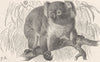 MARSUPIALS. The koala bear 1894 old antique vintage print picture