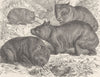 MARSUPIALS. Tasmanian wombat & hairy-nosed wombat 1894 old antique print