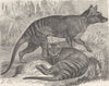WOLVES. The Thylacine, or Tasmanian wolf 1894 old antique print picture