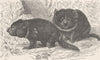 MARSUPIALS. The Tasmanian devil 1894 old antique vintage print picture