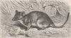 MARSUPIALS. Yellow-footed pouched-mouse 1894 old antique vintage print picture