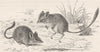 MARSUPIALS. Jerboa pouched-mouse 1894 old antique vintage print picture