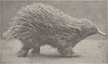 MONOTREMES. Echidna walking 1894 old antique vintage print picture