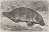 MONOTREMES. The duckbill 1894 old antique vintage print picture
