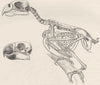 BIRDS. Skeleton of parrot & skull of cockatoo 1894 old antique print picture