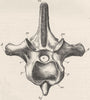 BIRDS. Vertebra of moa 1894 old antique vintage print picture