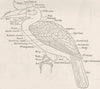 BIRDS. Diagram of a bird, to illustrate plumage 1894 old antique print picture