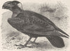 PERCHING BIRDS. Thick-billed raven 1894 old antique vintage print picture