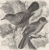 PERCHING BIRDS. Nutcracker and Siberian jay 1894 old antique print picture