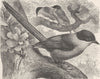 PERCHING BIRDS. Azure-winged magpie 1894 old antique vintage print picture