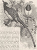 PERCHING BIRDS. Red-billed blue magpie 1894 old antique vintage print picture