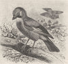PERCHING BIRDS. Common jay 1894 old antique vintage print picture