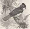 PERCHING BIRDS. Urraca jay 1894 old antique vintage print picture