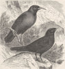 PERCHING BIRDS. Red-billed and alpine chough 1894 old antique print picture
