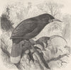 PERCHING BIRDS. Male and female Huias 1894 old antique vintage print picture