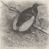 PERCHING BIRDS. Twelve-wired bird of paradise 1894 old antique print picture