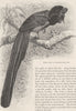PERCHING BIRDS. Gorget bird of paradise 1894 old antique vintage print picture