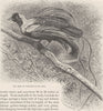 PERCHING BIRDS. Red bird of paradise 1894 old antique vintage print picture